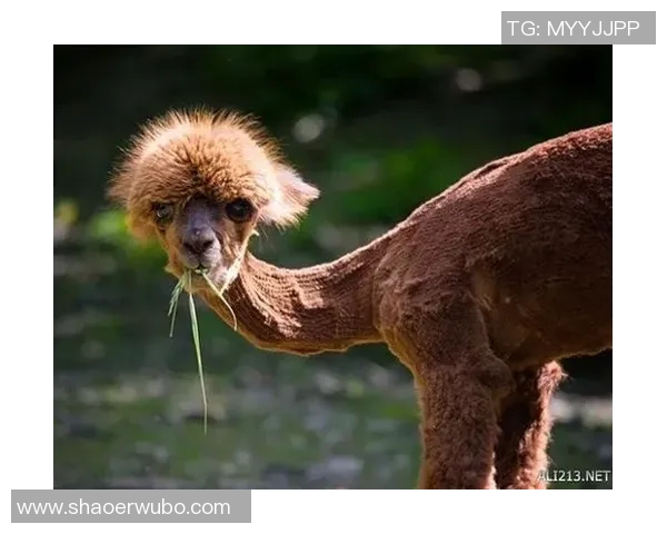 羊驼足球明星游戏带你体验奇幻绿茵场上的欢乐与挑战 羊驼足球明星游戏带你体验奇幻绿茵场上的欢乐与挑战